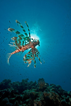 海洋；獅子魚和太陽