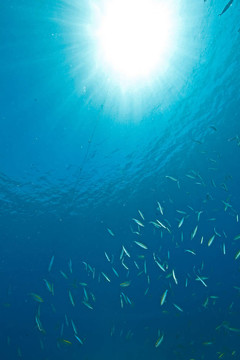 海洋和陽光