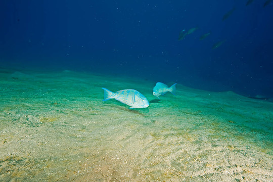 鸚嘴魚