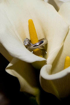 在calla lily的結(jié)婚戒指