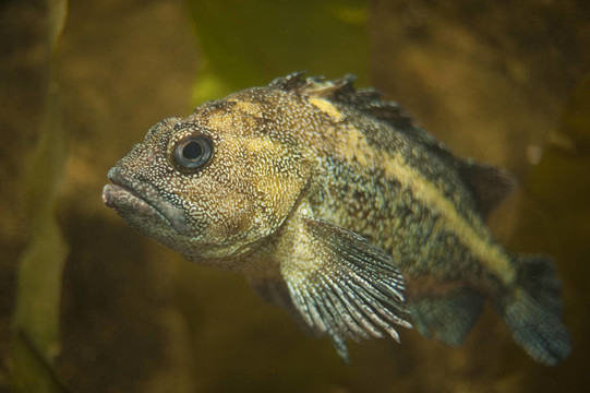石斑魚
