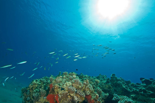 海洋；魚和太陽