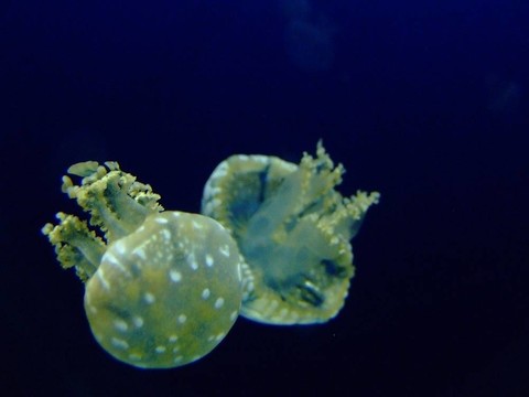 水母