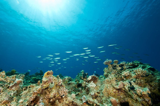 海洋；魚和太陽