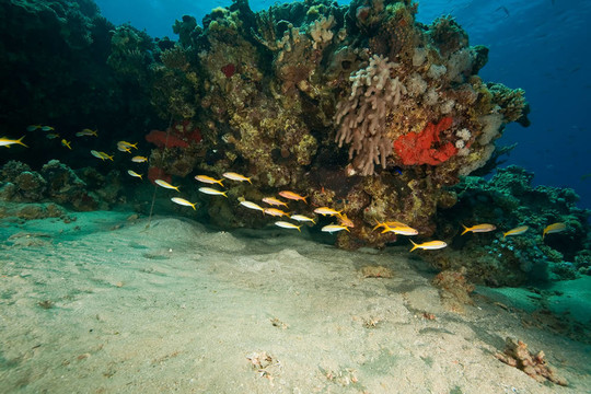 海洋和魚(yú)
