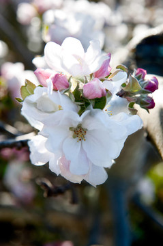 蘋果花和花蕾