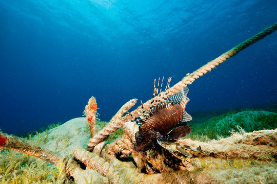 海洋和獅子魚