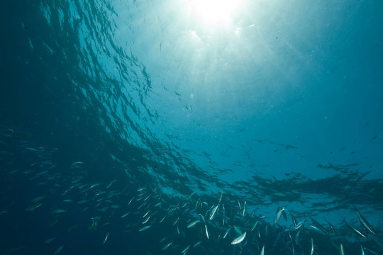 海洋；太陽和魚
