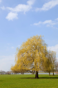 柳樹景觀