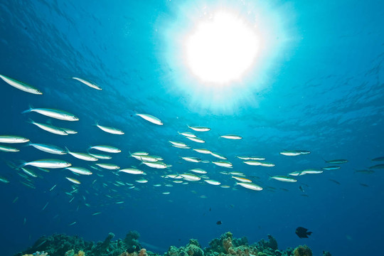 海洋；魚和太陽