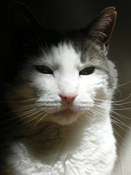 灰色和White Cat