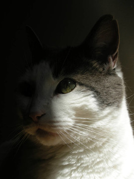 灰色和White Cat
