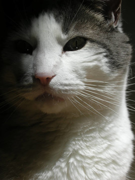 灰色和White Cat