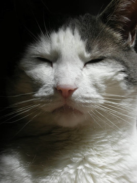 灰色和White Cat