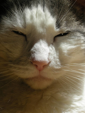 灰色和White Cat
