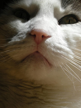 灰色和White Cat