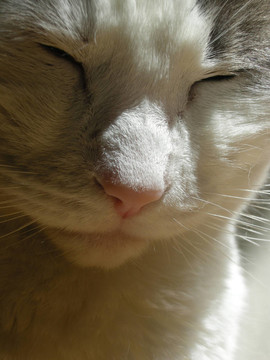 灰色和White Cat