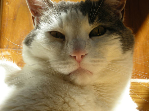 灰色和White Cat