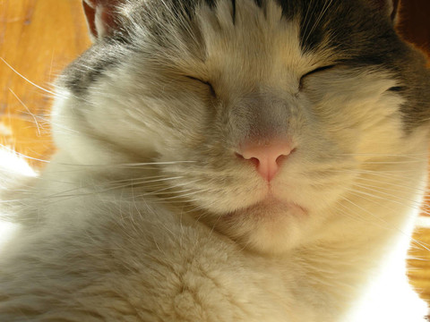 灰色和White Cat