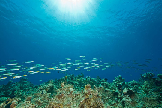 海洋；魚和太陽