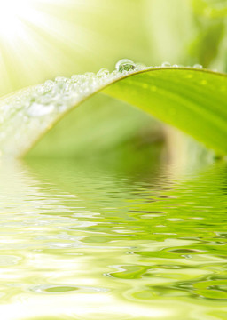 雨滴綠草