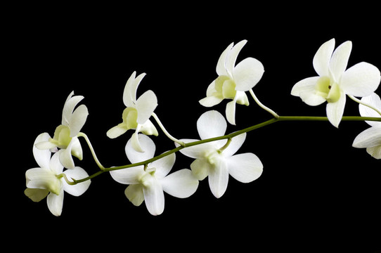 蘭花