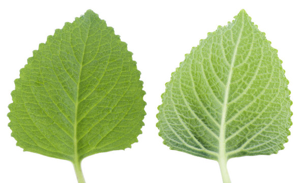 綠薄荷