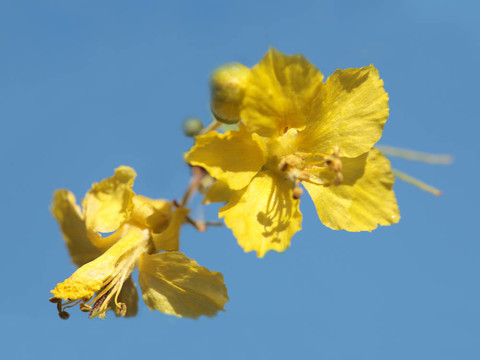 Palo Verde的花