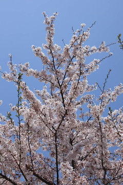 櫻花