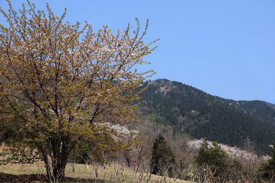 櫻花