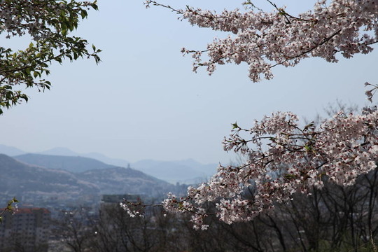 櫻花