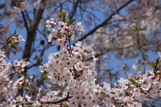 櫻花
