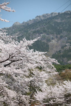 櫻花