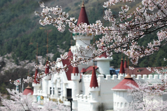櫻花