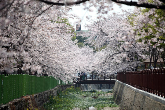 櫻花