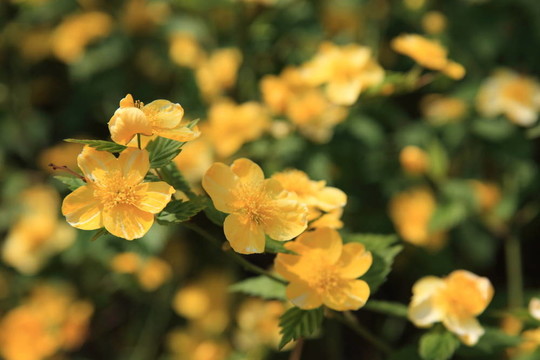 櫻花