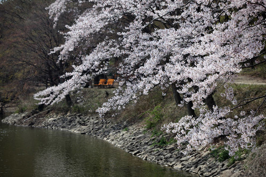 櫻花