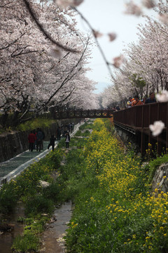 櫻花