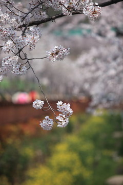 櫻花