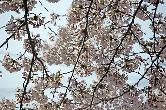 櫻花節(jié)
