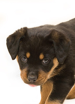 羅威納幼犬