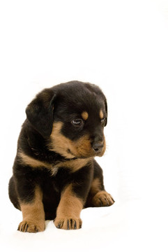 羅威納幼犬