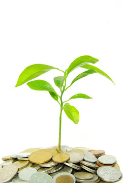 植物在硬幣