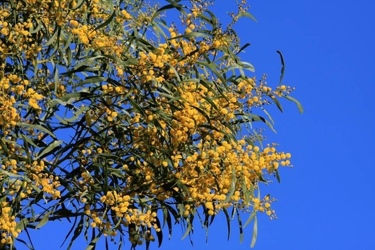 黃色的樹花