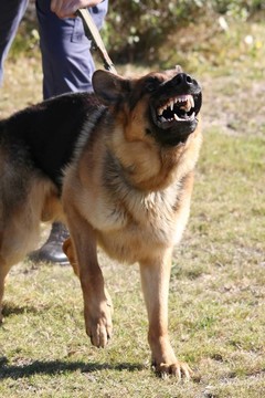 惡毒的警犬