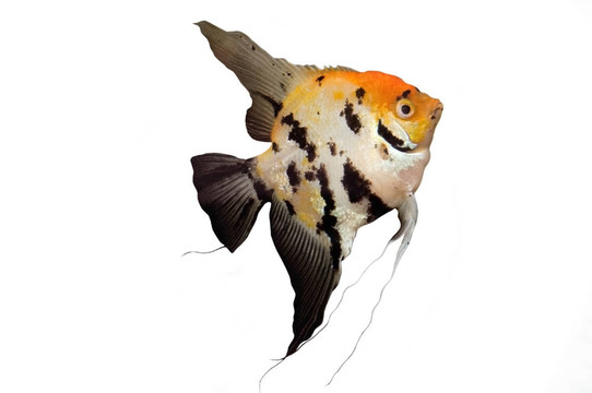 孤立Angel Fish