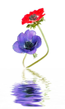 罌粟銀蓮花