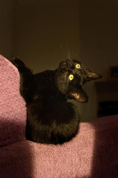 小貓?jiān)陉?yáng)光下玩耍