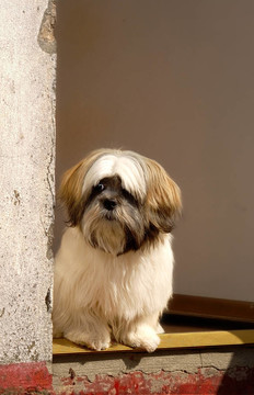 拉薩犬