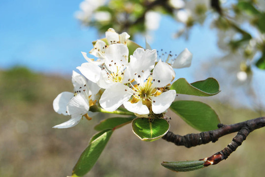 梨樹(shù)花